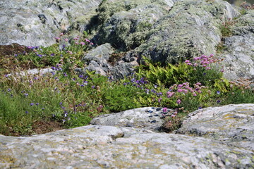 Fototapeta na wymiar Allium schoenoprasum and many wild pansies in Sweden