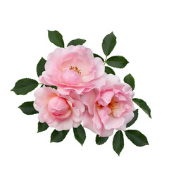 Delicate pink roses with a green leaves