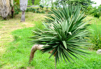giant or Yucca elephantipes grows on the island of Tenerife, Spain, the Canary Islands and Europe