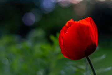 Red poppy flowers isolated on green nature background with hairy flower buds. Close up of beautiful, red, blooming poppies in a natural field or blue sky backround.