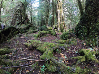The forest in the early morning. View of the tall trees, moss, lichen and footpath across the woods in Patagonia Argentina. 