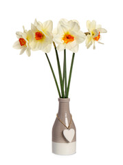 Vase with beautiful daffodils on white background