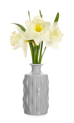 Vase with beautiful daffodils on white background
