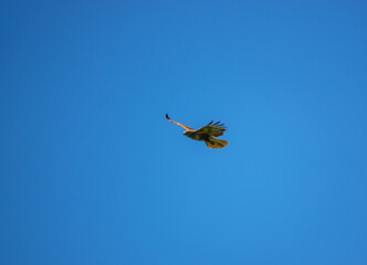 a buzzard soaring on thermals looking for prey or carrion