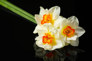 Naklejka na ściany i meble Beautiful daffodils on dark background