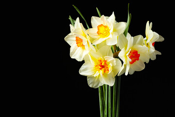 Fototapeta premium Beautiful daffodils on dark background