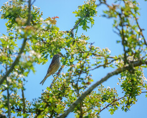 a female common linnet (Linaria cannabina) looks out from her perch in a large bush