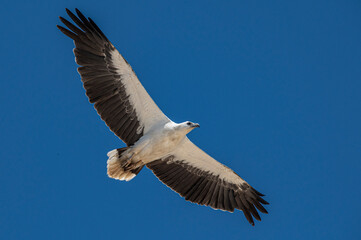 Obraz premium white-bellied sea eagle along the east coast of Australia