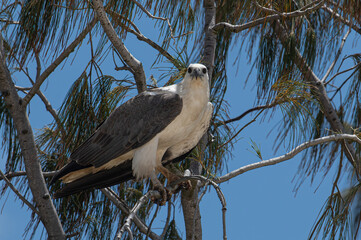 white-bellied sea eagle along the east coast of Australia
