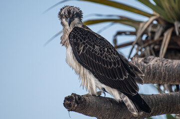 Osprey, bird of prey, along the east coast of Australia