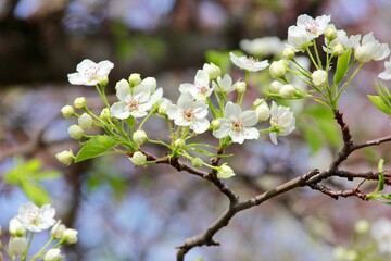 Flower in the front garden