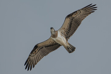 Osprey, bird of prey, along the east coast of Australia