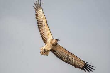 White-bellied sea eagle juvenile displaying juvenile plumage
