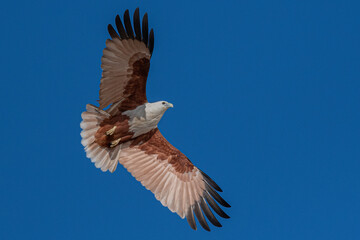 Fototapeta na wymiar Brahminy Kite along the east Australian coastline