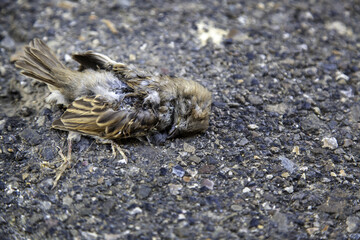 Dead bird on the ground