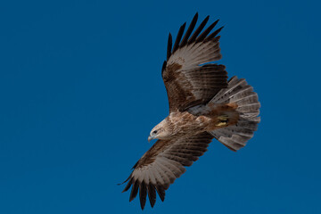 Brahminy Kite juvenile featuring juvenile plumage in flight