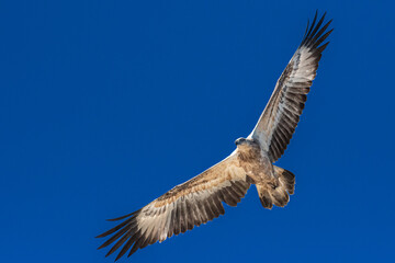 Obraz premium White-bellied sea eagle juvenile displaying juvenile plumage