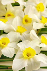 Naklejka na ściany i meble Beautiful narcissus flowers as background, closeup