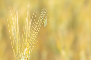 The green lacewing - Chrysopa carnea - devouring aphids