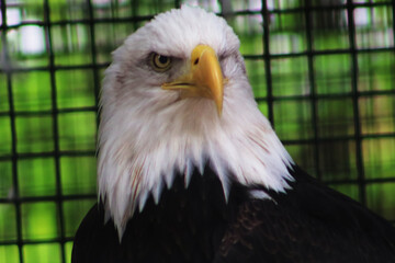 portrait of a eagle