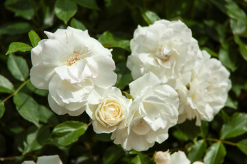 Fototapeta na wymiar white roses bush in garden