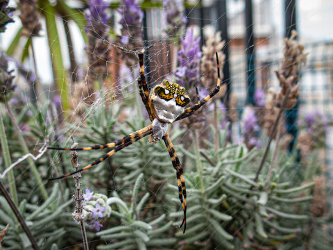 Ara&ntilde;a