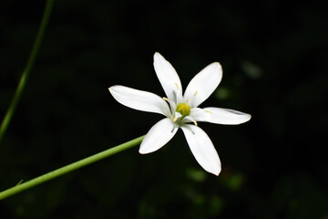 Fototapeta premium white bright flower with black background