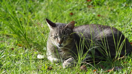 cat
