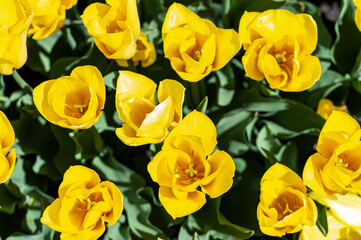 Yellow tulips in garden, spring