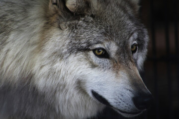gray wolf portrait