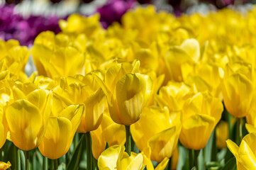 Field of yellow tulips, early spring