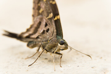 Macro closeup of butterfly on backyard floor.