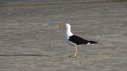 Seagull