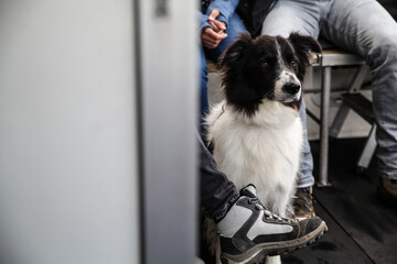 border collie dog