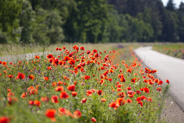 close up of a flowering red poppies field