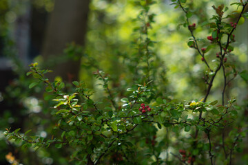 red buds of quince flowers in the garden on a green blurred background