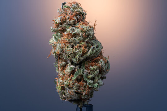 Cannabis Flower Macro - Strain: Red Eye Skunk
