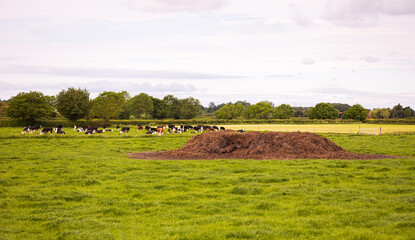 Huge Cow Dung Pile