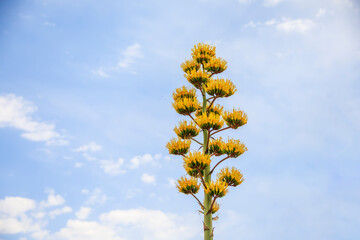Tall yellow agave century plant growing in the desert