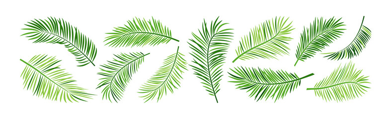 Naklejka na ściany i meble Palm leaf vector, green summer branch plant jungle, nature set icon isolated on white background. Tropic illustration
