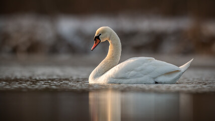 Mute swan, cygnus olor, swimming in calm water in spring sunlight. White bird with orange beak floating in lake in springtime. Winged animal sitting on surface of river.