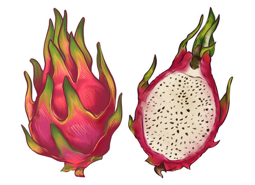 dragon fruit, pitahaya is drawn in digital style. Bright element for summer prints, fabric prints, compositions, packaging design of fruits, juices, desserts, corporate identity, advertising