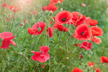 Fototapeta premium Red poppies at sunset, close up. Poppies flowers background.