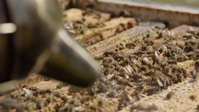 BEEKEEPING - Smoking beehives in order to prevent aggressive behavior, close up