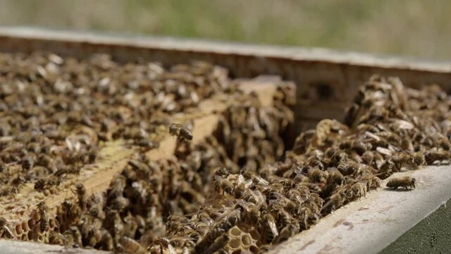 BEEKEEPING - A frame moves in a beehive kept in an apiary, slow motion close up