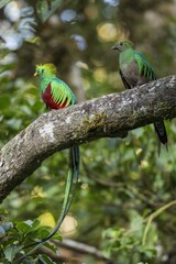 Two resplendent quetzal sitting on tree in summer light. Colorful birds resting in tropical nature in summertime. Pair of exotic feathered animals observing in woodland.