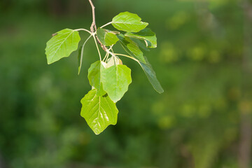 The young branch of a poplar with a lush green leaves on the blurred background
