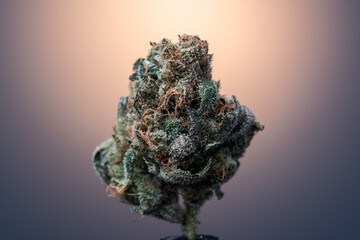 Cannabis Flower Macro - Strain: Stellar Glue #1