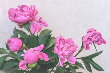 bouquet of peonies against a light wall. Selective focus