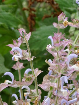 ACANTO (ACANTHUS MOLLIS) . PLANTA CON HOJAS VERDES EN FLORACI&Oacute;N.